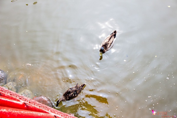 南州糖廠:屏東︱台糖南州觀光糖廠 100元玩一整天的充氣滑梯,冷門景點不用人擠人! 南州糖廠:屏東︱台糖南州觀光糖廠 100元玩一整天的充氣滑梯,冷門景點不用人擠人!