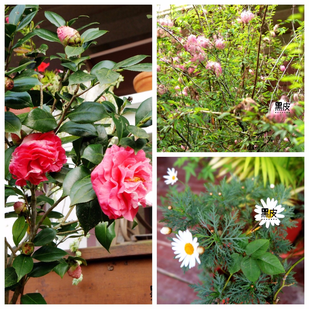 Untitled collage (1).jpeg