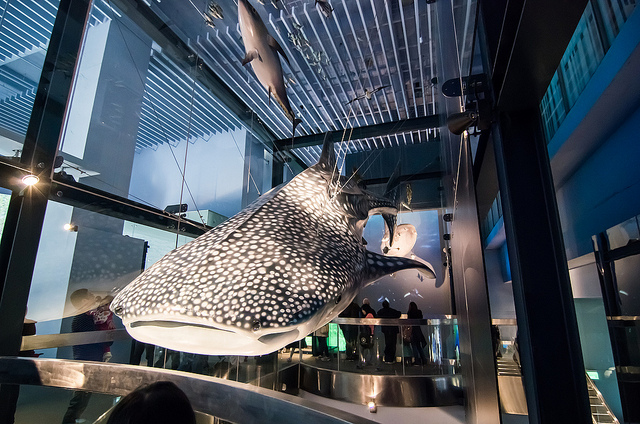 ╠基隆景點╣2014新景點 下雨天景點 用科技揭開海洋神秘面紗 基隆海科館