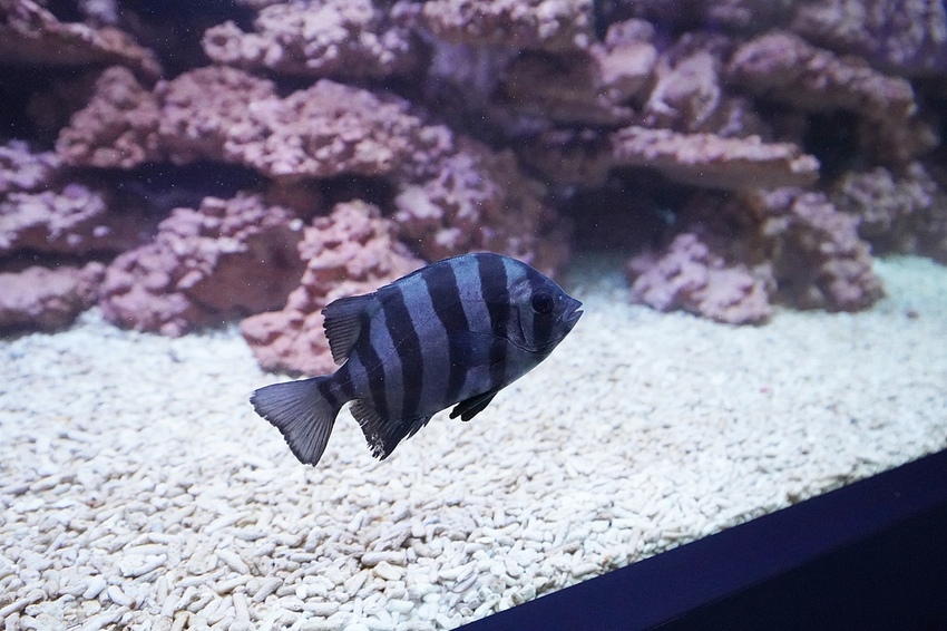 DSC08196.JPG DSC08196.JPG