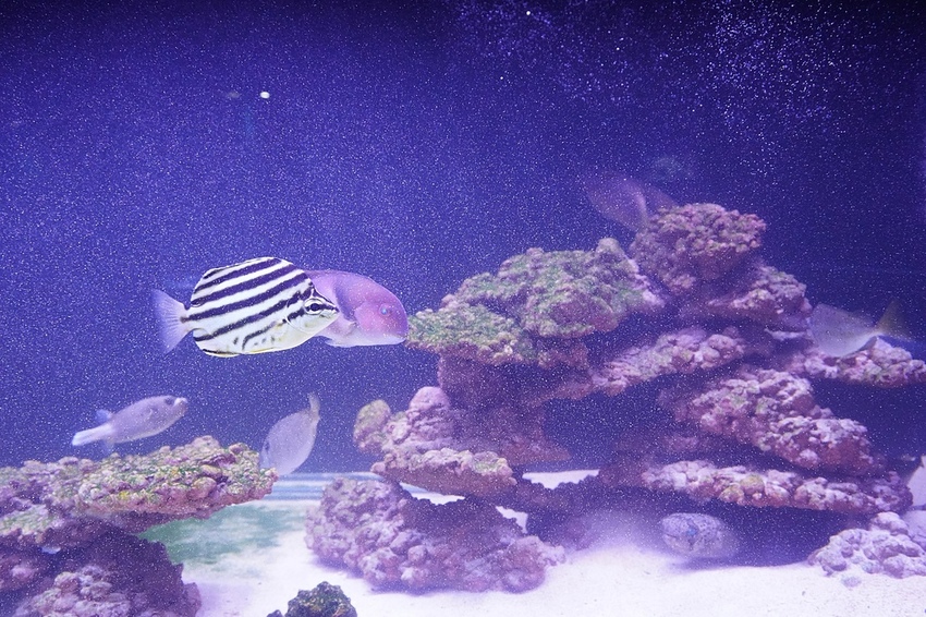 DSC08139.JPG DSC08139.JPG