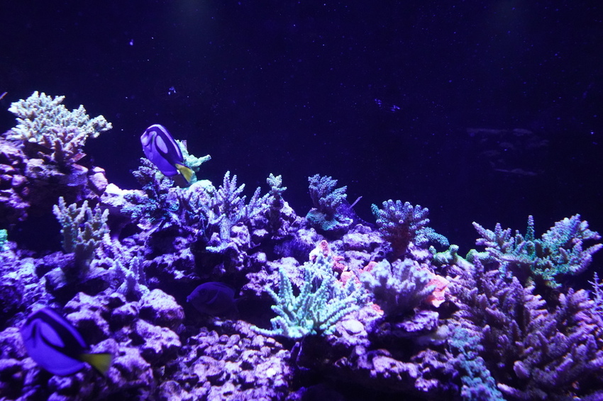 DSC08234.JPG DSC08234.JPG