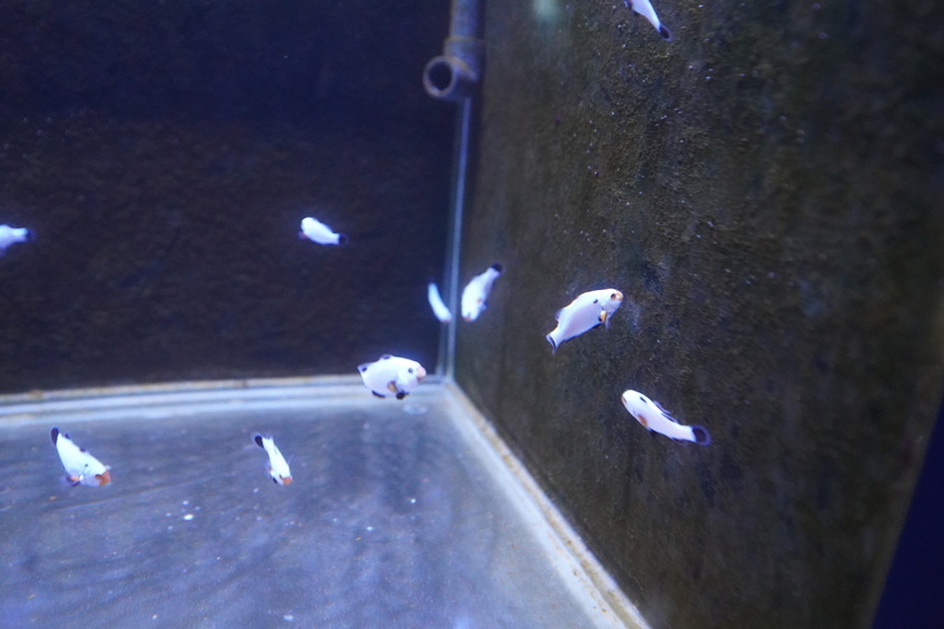 DSC08225.JPG DSC08225.JPG