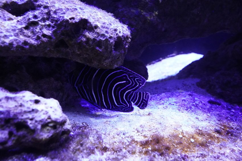 DSC08232.JPG DSC08232.JPG