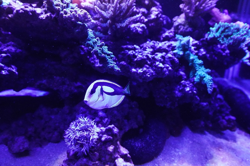 DSC08236.JPG DSC08236.JPG