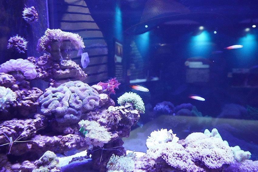 DSC08117.JPG DSC08117.JPG