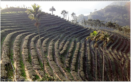 八卦茶園 八卦茶園