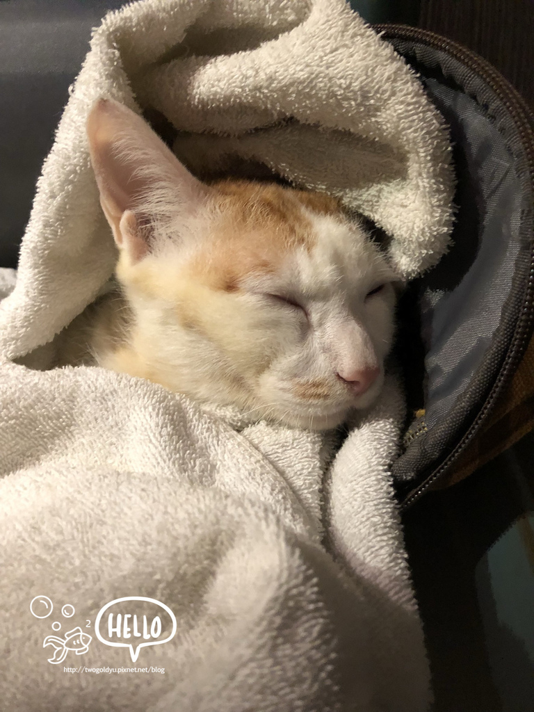 20170928 pig%26;pepper_171005_0031.jpg