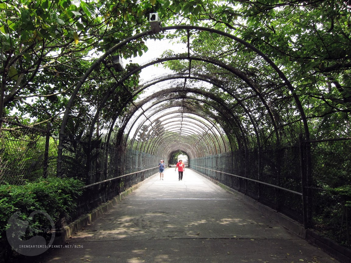 桃園景點 | 大溪埔頂公園 ．專屬桃園的大安森林公園 / 水泥都市裡的綠色桃花源 / 野餐推薦