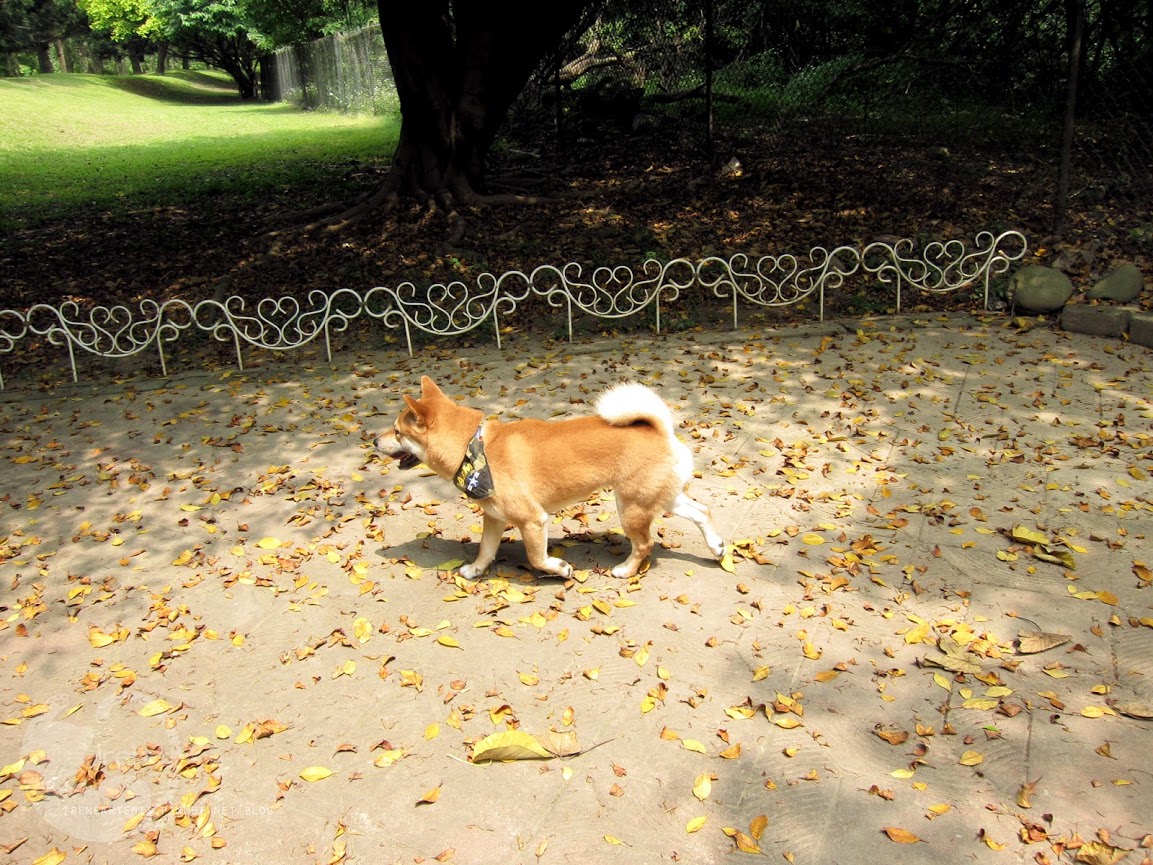 桃園景點 | 大溪埔頂公園 ．專屬桃園的大安森林公園 / 水泥都市裡的綠色桃花源 / 野餐推薦