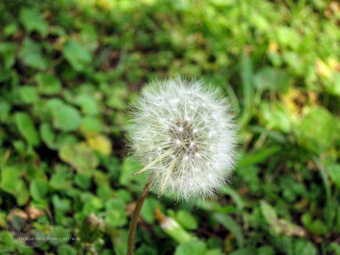 桃園景點 | 大溪埔頂公園 ．專屬桃園的大安森林公園 / 水泥都市裡的綠色桃花源 / 野餐推薦