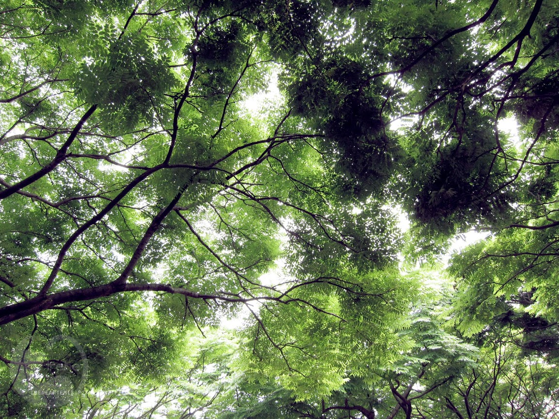 桃園景點 | 大溪埔頂公園 ．專屬桃園的大安森林公園 / 水泥都市裡的綠色桃花源 / 野餐推薦