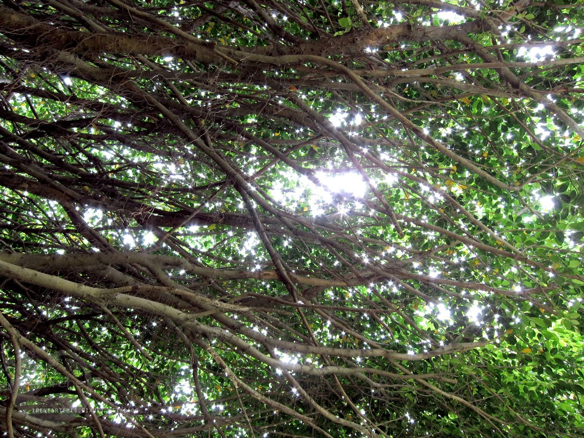 桃園景點 | 大溪埔頂公園 ．專屬桃園的大安森林公園 / 水泥都市裡的綠色桃花源 / 野餐推薦