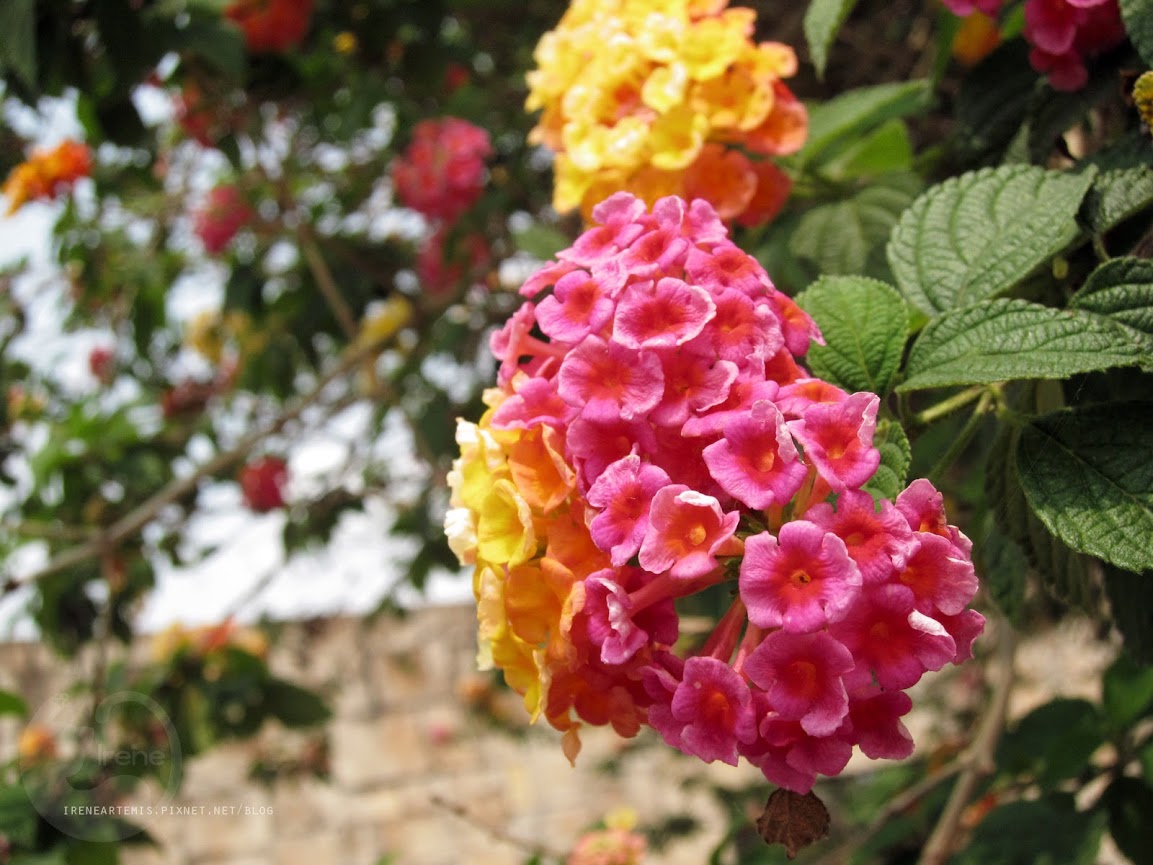 桃園景點 | 大溪埔頂公園 ．專屬桃園的大安森林公園 / 水泥都市裡的綠色桃花源 / 野餐推薦