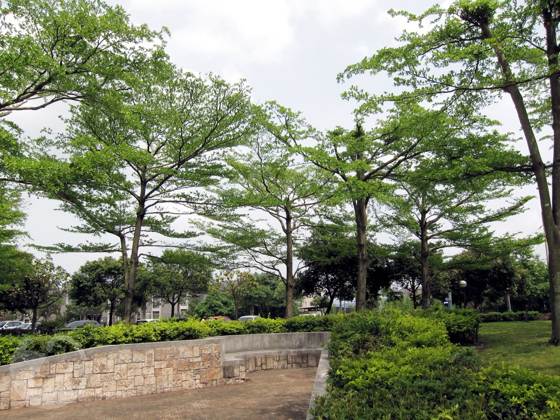 桃園景點 | 大溪埔頂公園 ．專屬桃園的大安森林公園 / 水泥都市裡的綠色桃花源 / 野餐推薦