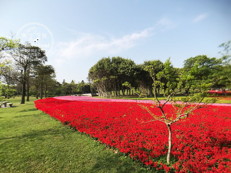 【遊】埔頂公園｜春天的花毯，歐式花園的浪漫，休閒的好去處 @魚兒 x 牽手明太子的「視」界旅行