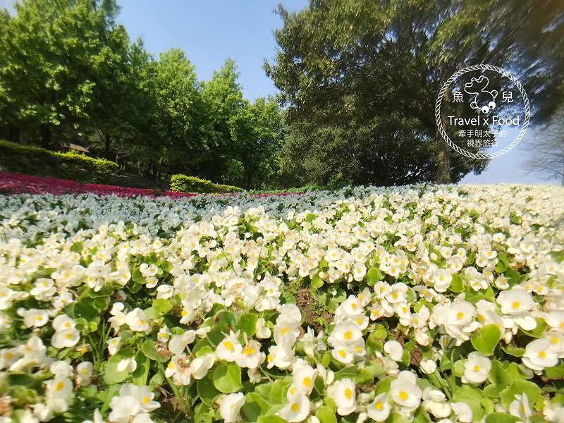 【遊】埔頂公園｜春天的花毯，歐式花園的浪漫，休閒的好去處 @魚兒 x 牽手明太子的「視」界旅行