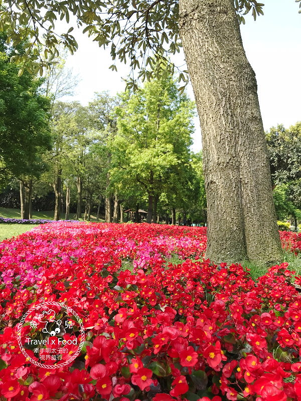 【遊】埔頂公園｜春天的花毯，歐式花園的浪漫，休閒的好去處 @魚兒 x 牽手明太子的「視」界旅行