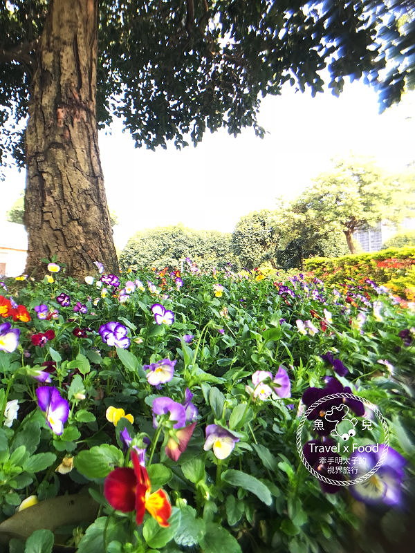 【遊】埔頂公園｜春天的花毯，歐式花園的浪漫，休閒的好去處 @魚兒 x 牽手明太子的「視」界旅行