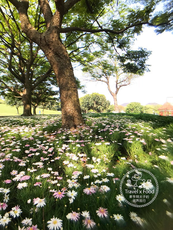 【遊】埔頂公園｜春天的花毯，歐式花園的浪漫，休閒的好去處 @魚兒 x 牽手明太子的「視」界旅行