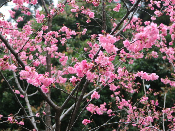 中正紀念堂：【台北旅遊】中正紀念堂漫遊/梅花/櫻花/杜鵑花/森林芬多精一次滿足