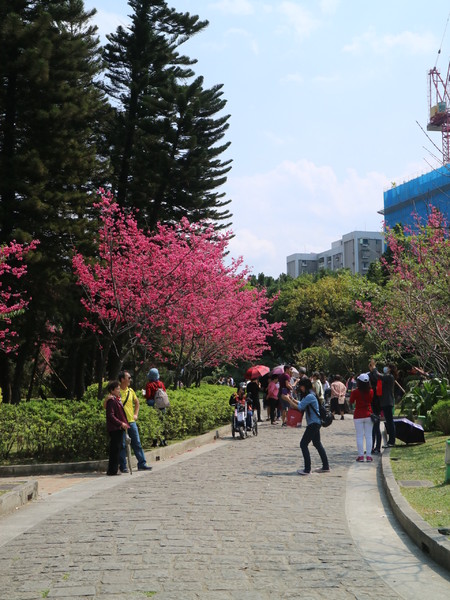 中正紀念堂：【櫻花趣】2016年3月初賞櫻花