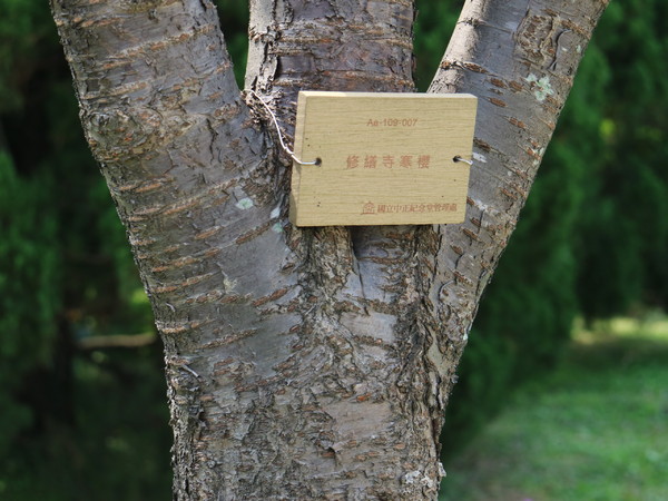 中正紀念堂：【櫻花趣】2016年3月初賞櫻花