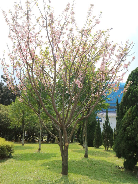 中正紀念堂：【櫻花趣】2016年3月初賞櫻花