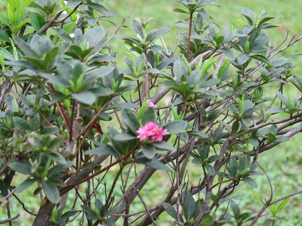 中正紀念堂：【台北旅遊】中正紀念堂漫遊/梅花/櫻花/杜鵑花/森林芬多精一次滿足