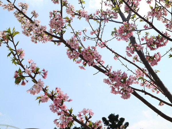 中正紀念堂：【櫻花趣】2016年3月初賞櫻花