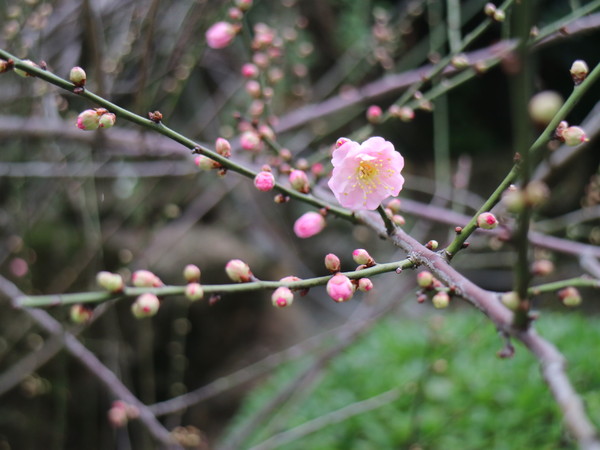 中正紀念堂：【台北旅遊】中正紀念堂漫遊/梅花/櫻花/杜鵑花/森林芬多精一次滿足