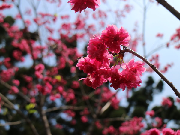 中正紀念堂：【櫻花趣】2016年3月初賞櫻花
