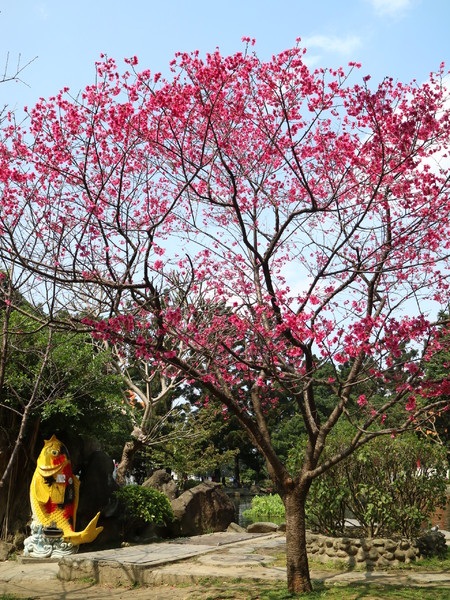 中正紀念堂：【櫻花趣】2016年3月初賞櫻花