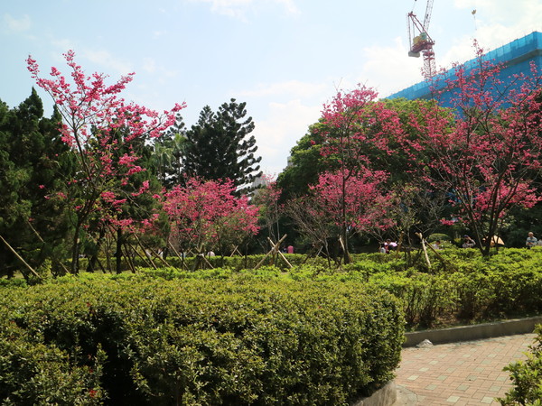 中正紀念堂：【櫻花趣】2016年3月初賞櫻花