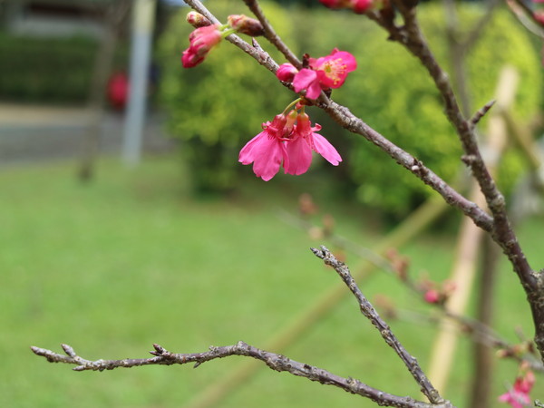 中正紀念堂：【台北旅遊】中正紀念堂漫遊/梅花/櫻花/杜鵑花/森林芬多精一次滿足