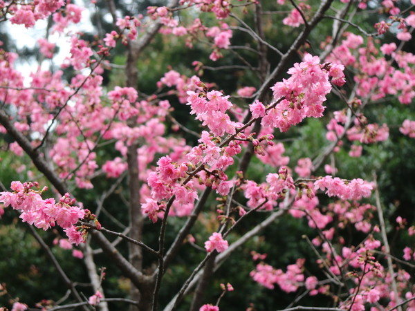 中正紀念堂：【台北旅遊】中正紀念堂漫遊/梅花/櫻花/杜鵑花/森林芬多精一次滿足