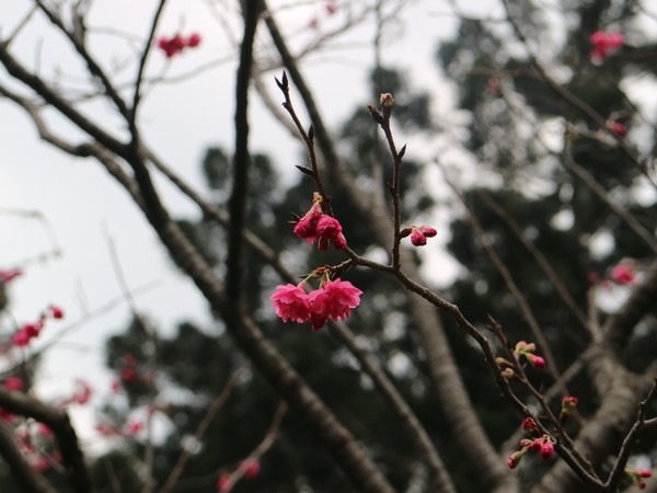 中正紀念堂：【台北旅遊】中正紀念堂漫遊/梅花/櫻花/杜鵑花/森林芬多精一次滿足