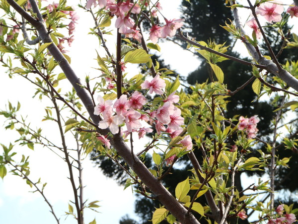 中正紀念堂：【櫻花趣】2016年3月初賞櫻花