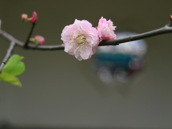 中正紀念堂：【台北旅遊】中正紀念堂漫遊/梅花/櫻花/杜鵑花/森林芬多精一次滿足