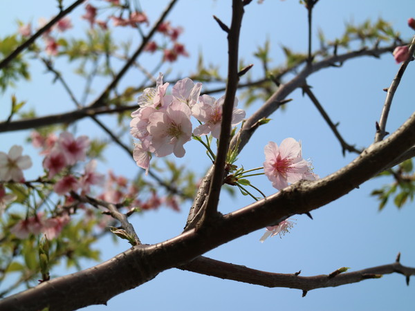 中正紀念堂：【櫻花趣】2016年3月初賞櫻花