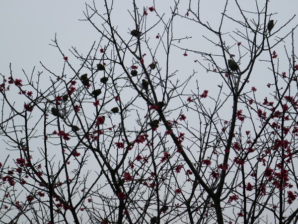 中正紀念堂：【台北旅遊】中正紀念堂漫遊/梅花/櫻花/杜鵑花/森林芬多精一次滿足