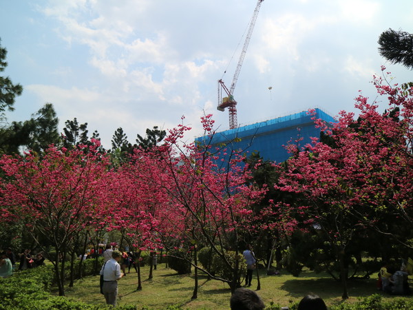 中正紀念堂：【櫻花趣】2016年3月初賞櫻花