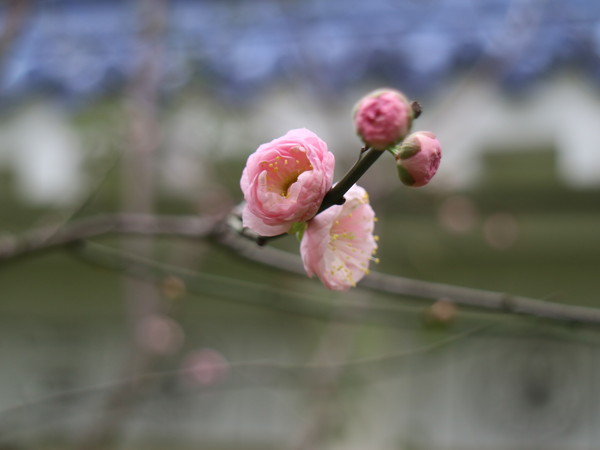 中正紀念堂：【台北旅遊】中正紀念堂漫遊/梅花/櫻花/杜鵑花/森林芬多精一次滿足