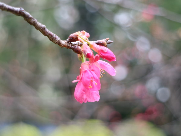 中正紀念堂：【台北旅遊】中正紀念堂漫遊/梅花/櫻花/杜鵑花/森林芬多精一次滿足