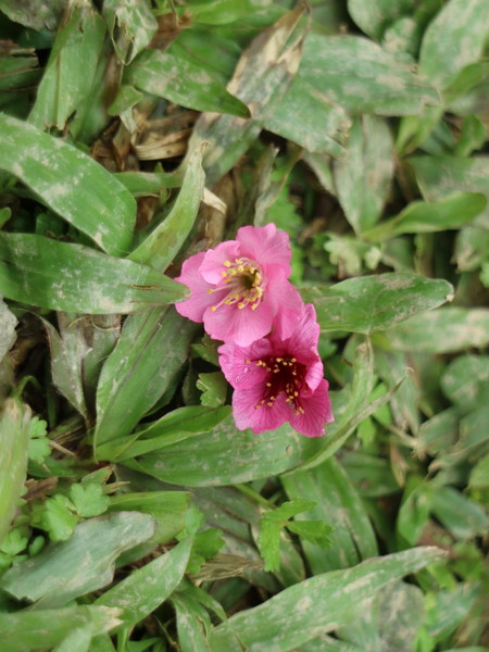 中正紀念堂：【台北旅遊】中正紀念堂漫遊/梅花/櫻花/杜鵑花/森林芬多精一次滿足