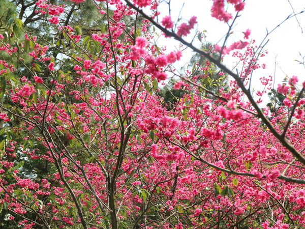 中正紀念堂：【櫻花趣】2016年3月初賞櫻花