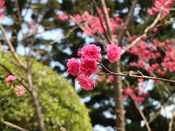 中正紀念堂：【櫻花趣】2016年3月初賞櫻花