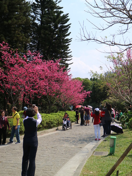 中正紀念堂：【櫻花趣】2016年3月初賞櫻花