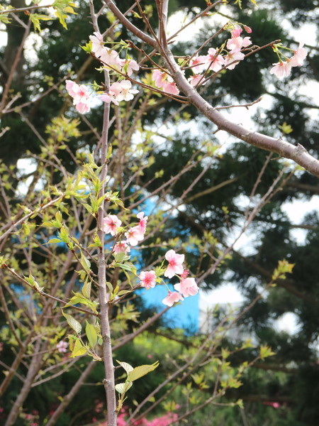 中正紀念堂：【櫻花趣】2016年3月初賞櫻花