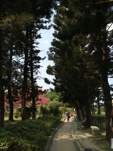 中正紀念堂：【櫻花趣】2016年3月初賞櫻花